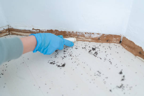 Reliable Grove City, FL Pest Control Solutions